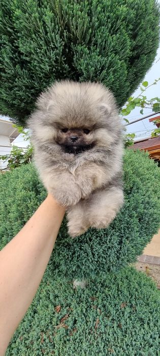 Померан мини мини