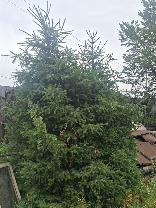 Продам ель красивая 5м