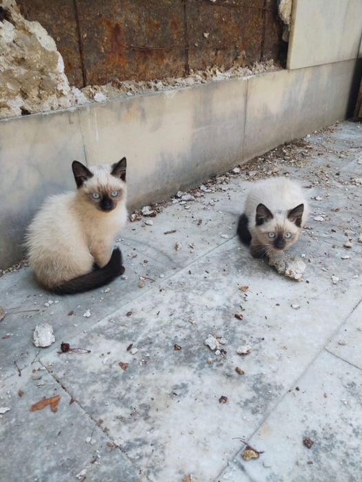 Отдам котят в хорошие руки