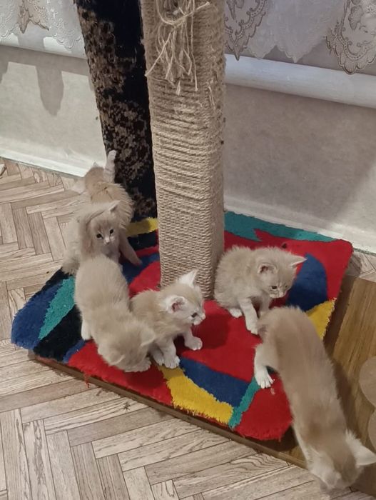 Котята Мейн кун продам