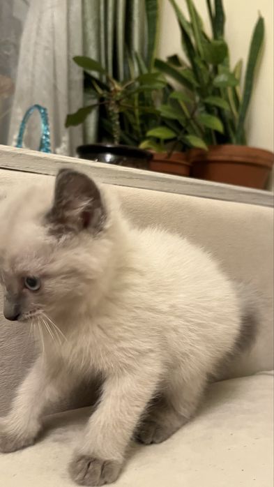 Котенок Американский Керл