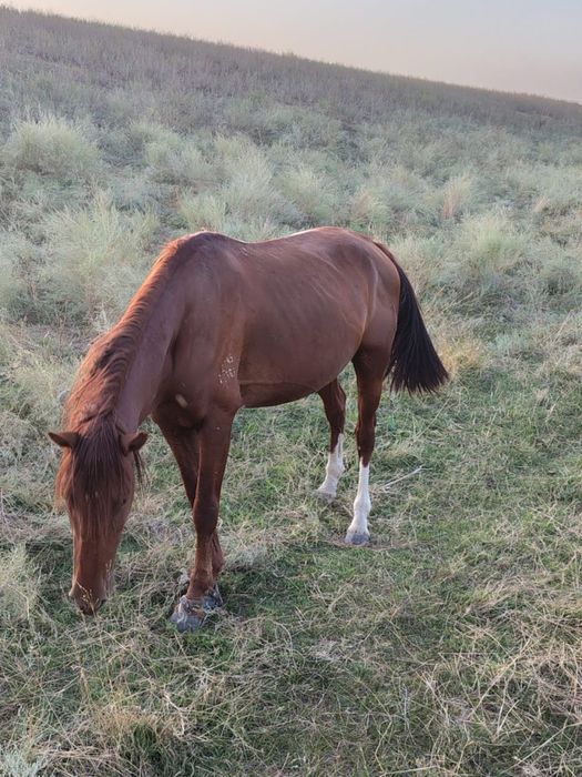 Бие,Айгыр Конь, Кобыла