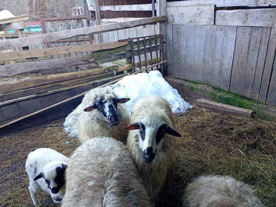 Vând 3 oi cu 3 mile și un berbec