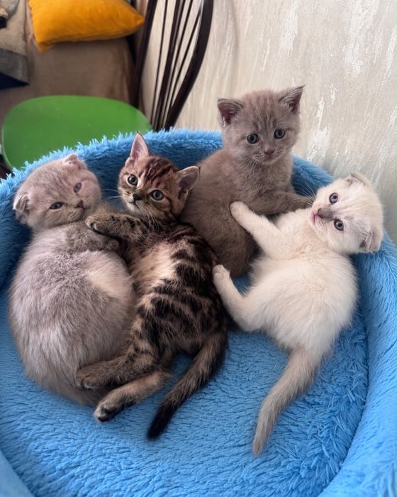 Продам котят британцы