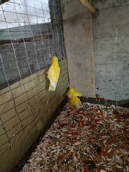 Папугай и другие