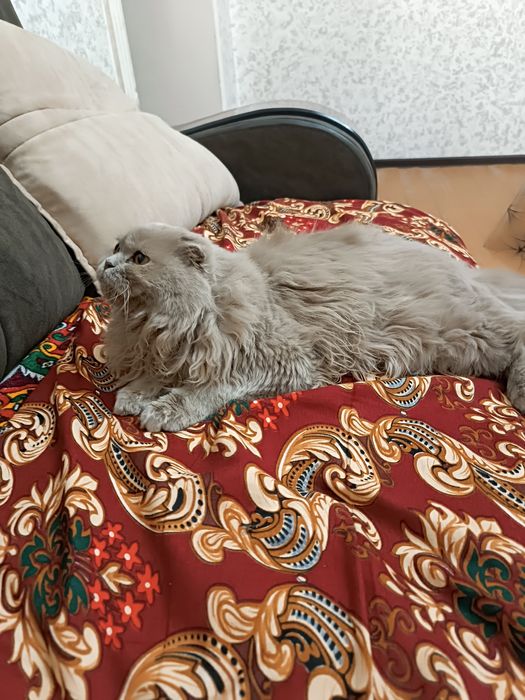 Sotiladi ! PREMIUM,Heylend Strayd zotli mushuk