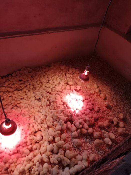 Продам бройлер суточные
