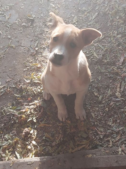 Ищем дом для малышки