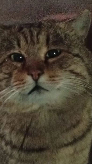 Отдам в добрые руки