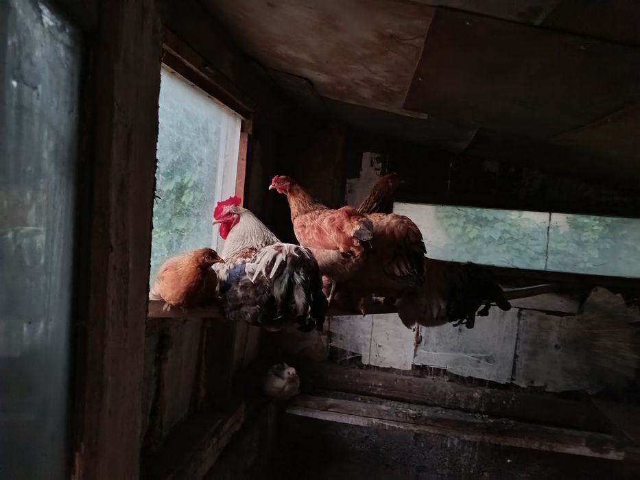 Продам домашних кур
