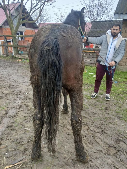 Vând manz metis frizian