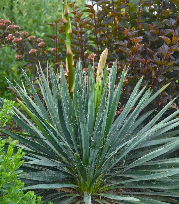 Гул кўчатлари сотилади дракон гул, Юкка (Yucca)