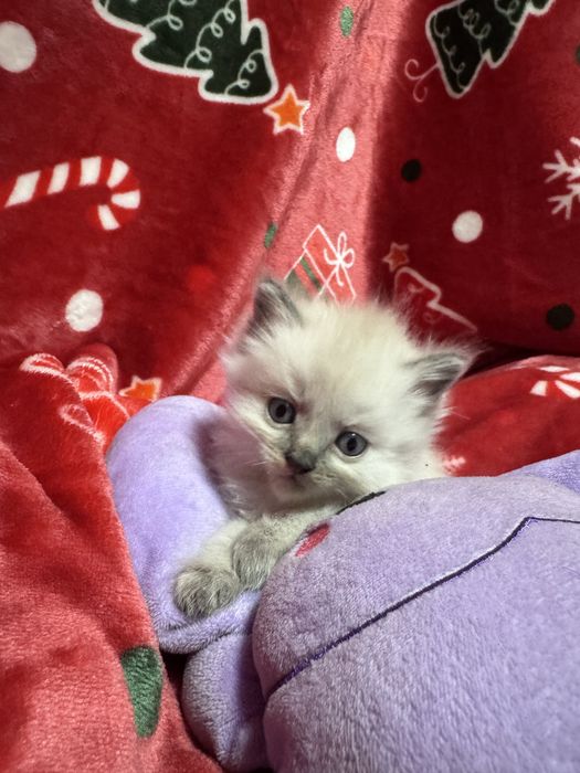 Продаются котята