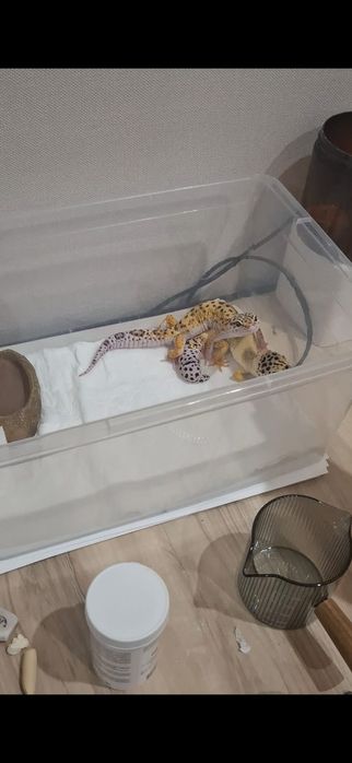 Детёныши эублефара редкой морфы забронировать