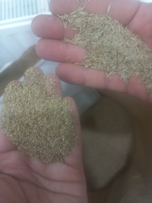 Gazon urugi  семена газона