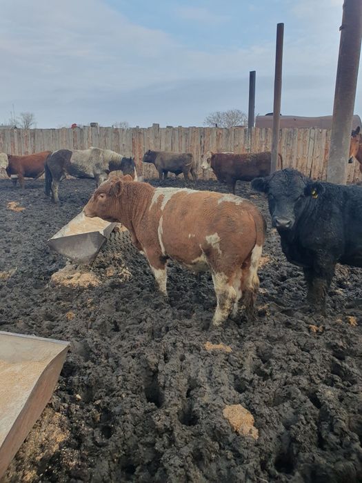 Быки) коровы) тёлки.