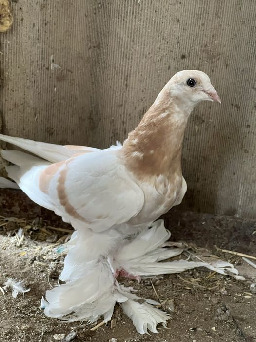 На продажу голуби с игрой