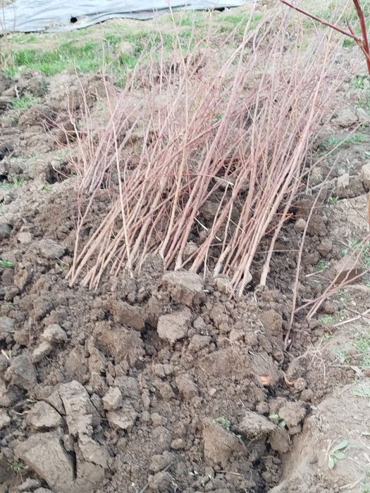 Нихоллар сотилади