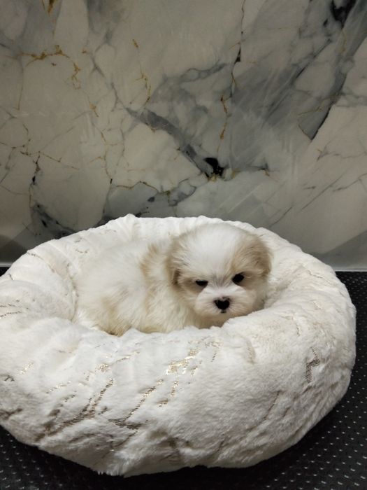 Продам мальтезе мини