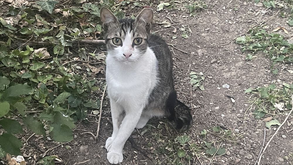 Pui de pisicuta sterilizat