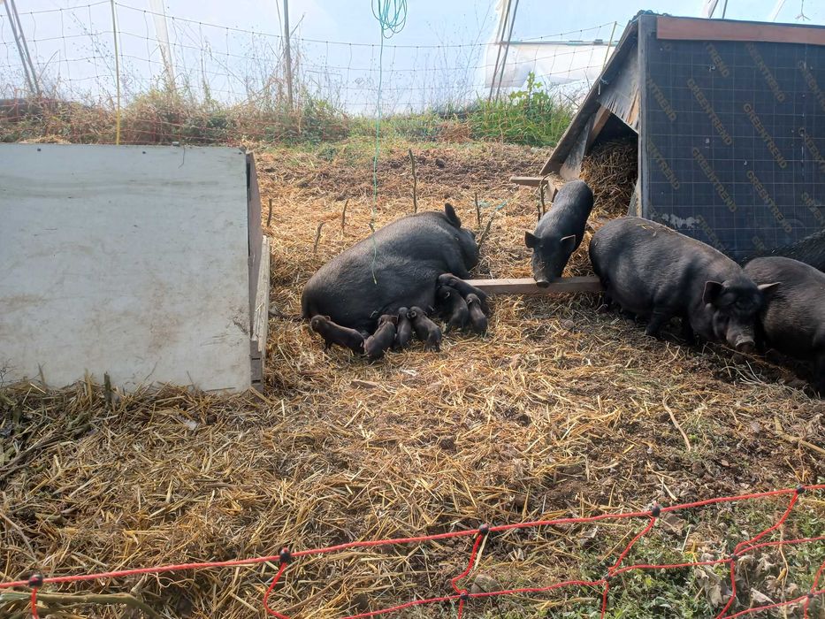 виетнамски прасета