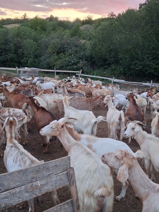 Capre cu lapte si iede