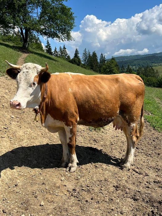 De vânzare juninca de 2 ani