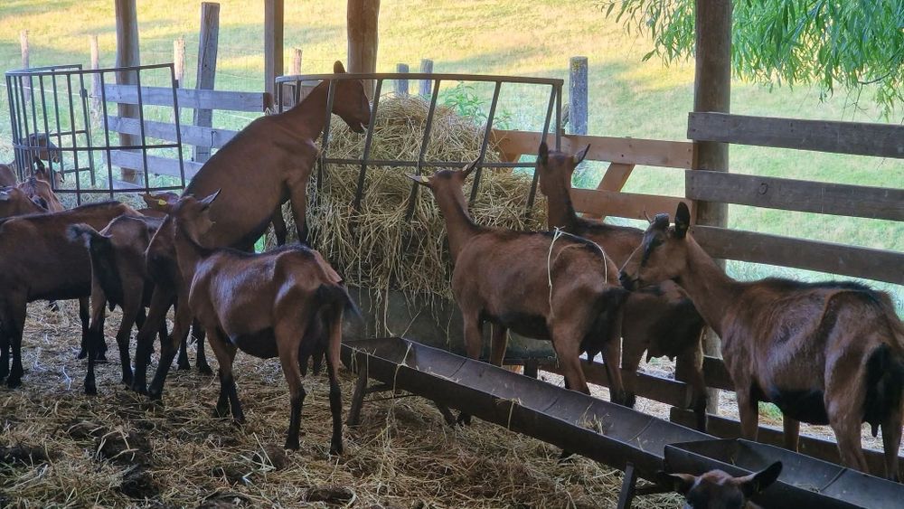 Capre alpine franceze cu pedigree oferta
