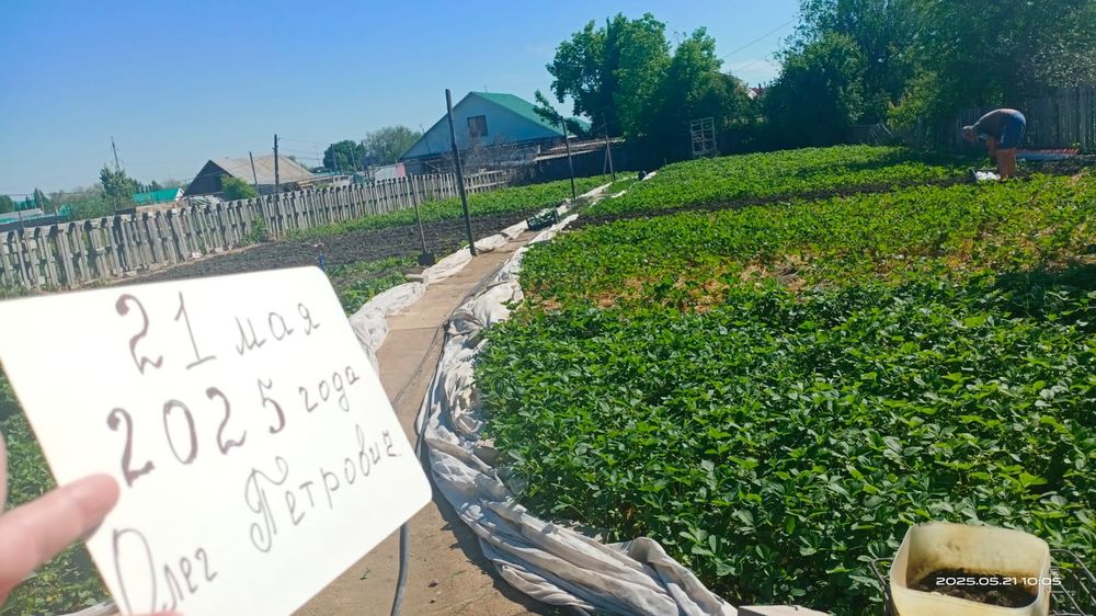 Клубника сорт "Елизавета -2".