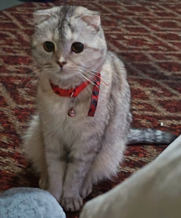 Скотиш Фолд девочка