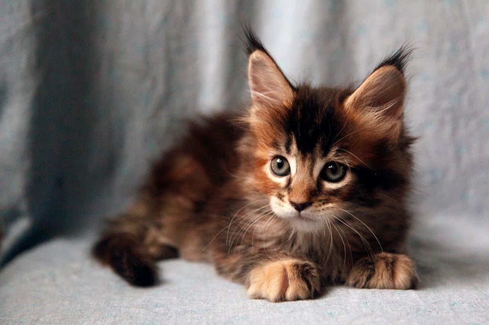 Продаются Котята Мейн-куны