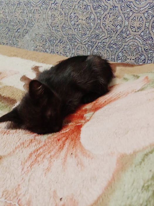 Котенок 3 месяца мальчик