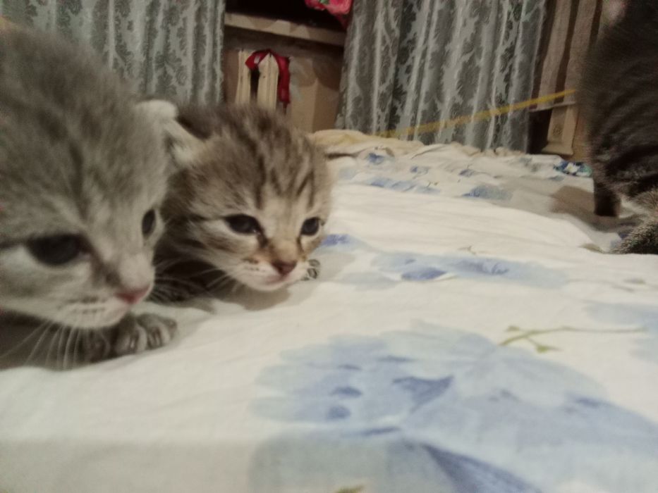 Отдам котят малышей 2 девочки.