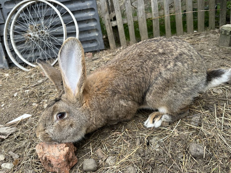 Urias German rasă pură