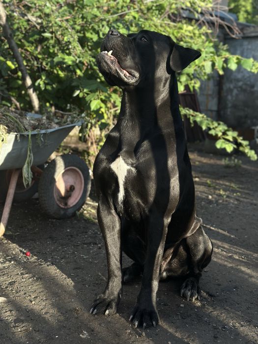 Кане корсо Вязка