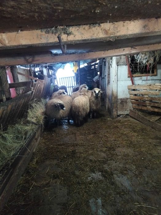 Vând 6 noatine și un berbecuț breaz