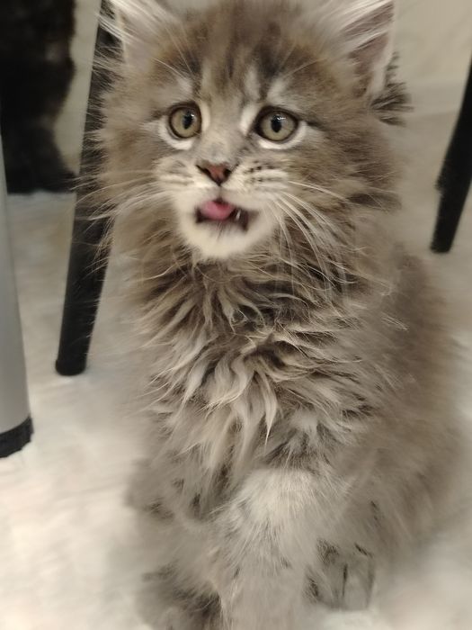 Полидакты в разведение