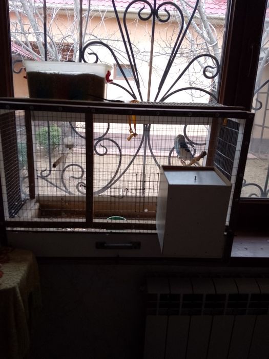 Продам папугаев Дешова