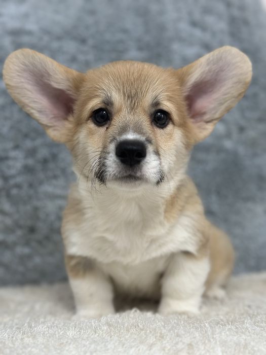 Супер малыши вельш корги