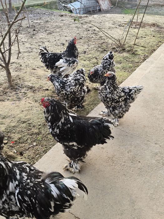 Продаётся мрамор брама 5 шт