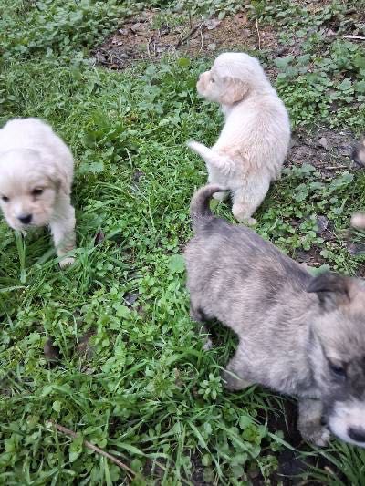 Продавам кученца