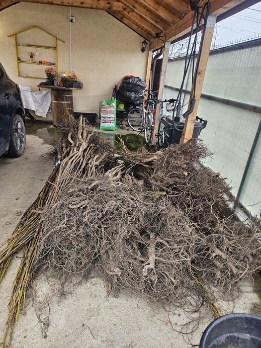 Nuci altoiti Chandler, Fernor , Franquette