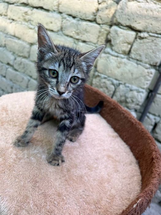 Бесплатно котята в добрые руки