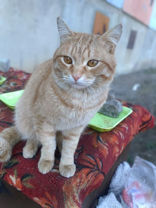 Пристраивается красивый котик