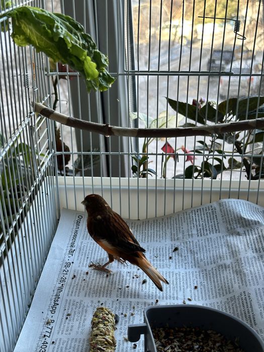 канареечка самка