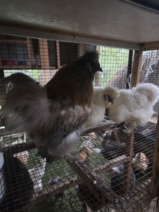 Семья китайских шелковых.