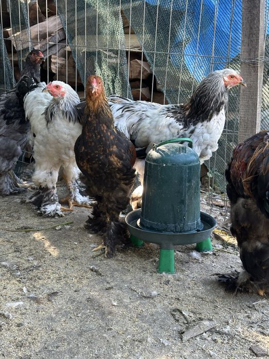 Disponibili cocosi brahma tineret