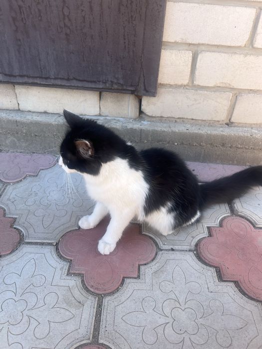 Отдам двух котят даром!,  мальчик и девочка