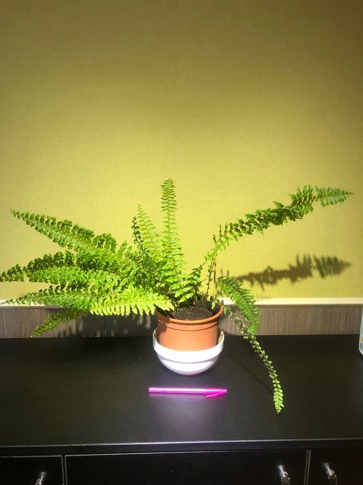 Папоротник Нефролепис