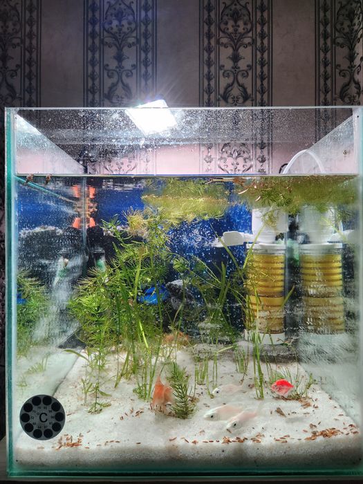 Yangi akvarium 60l